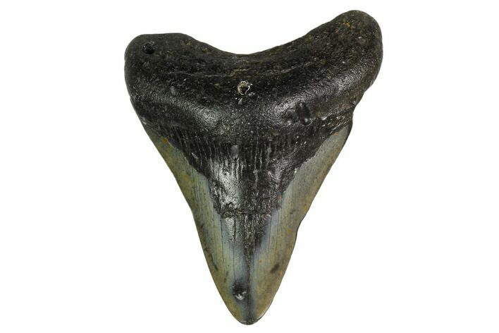 Bargain, Fossil Megalodon Tooth - North Carolina #153127